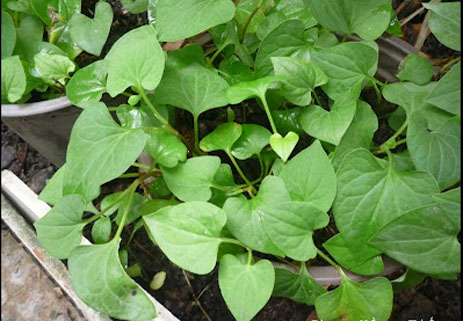 Rau diếp cá có thực sự phù hợp để trị mụn trứng cá?