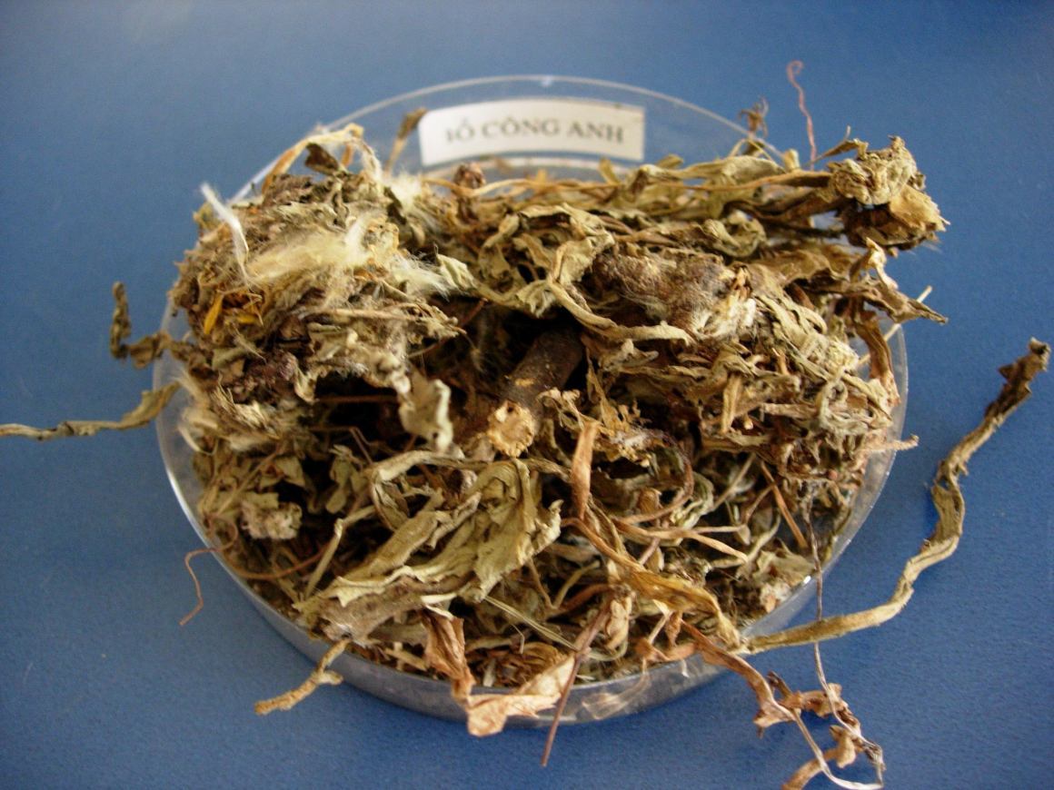 Những bài thuốc đông y trị mụn trứng cá gia truyền hiệu quả nhanh